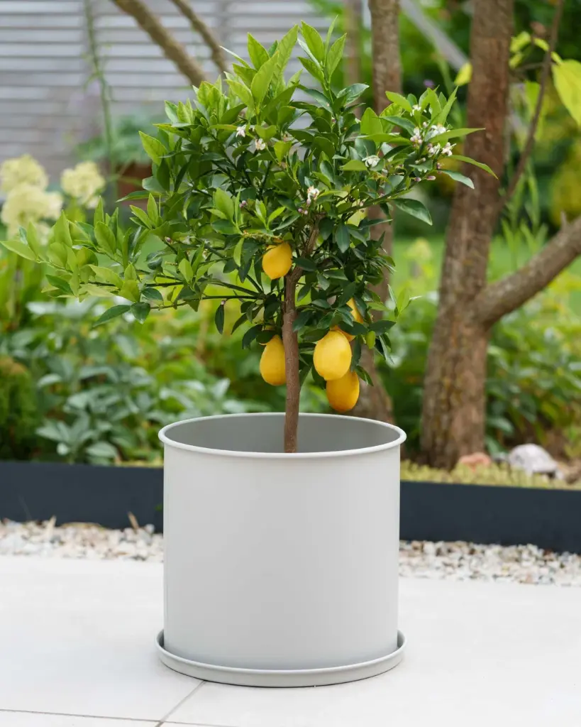 Set 3 ghivece metalice cu farfurie - Greige 2.webp