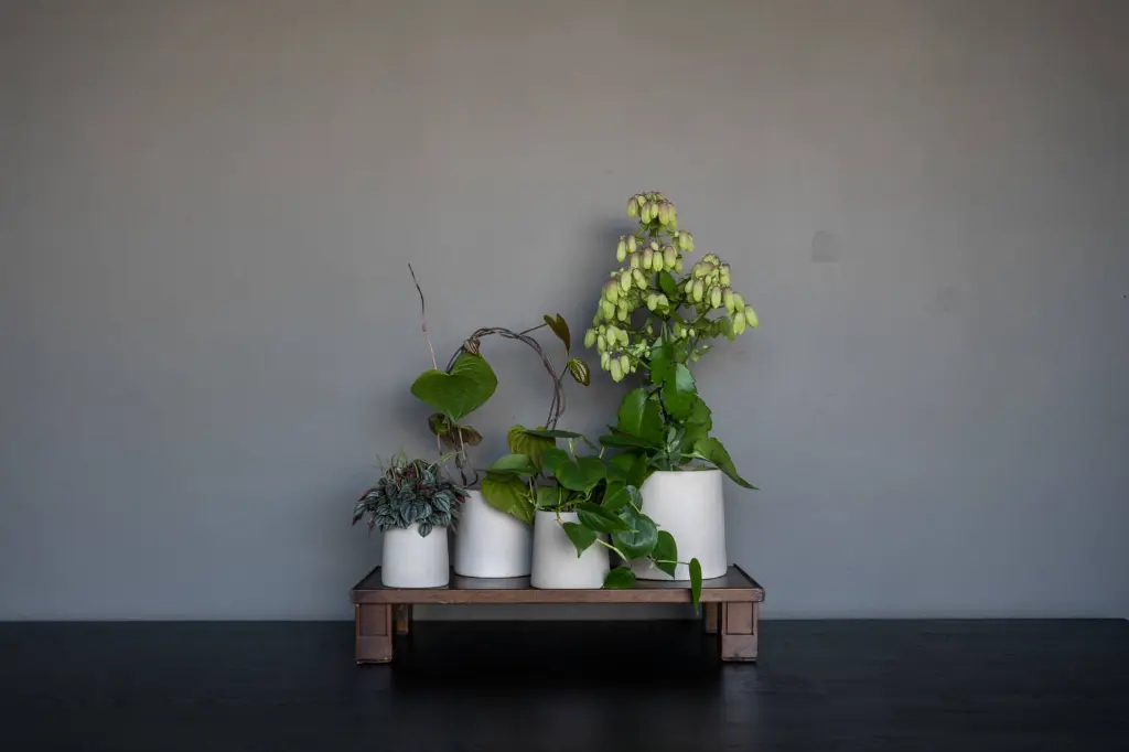 Ceramic Sofia S Funghi Beige2.webp