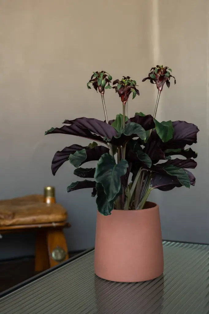 Ceramic Sofia XS, Pecan Brown 1.webp