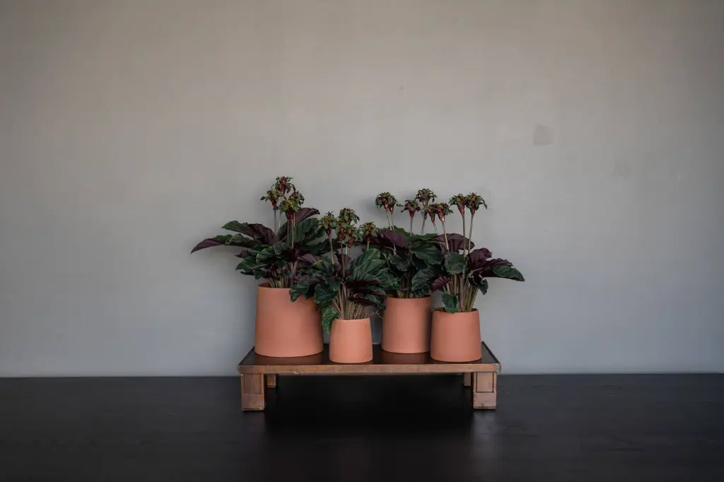 Ceramic Sofia XS, Pecan Brown3.webp