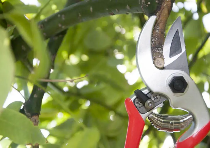 Foarfeca de mana mini CASTELLARI1.webp