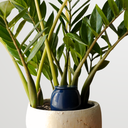 Lutoya S Blue night1.png