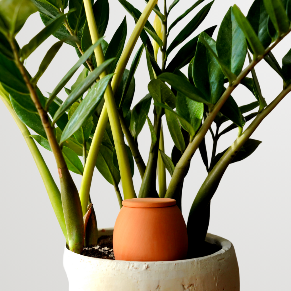 Lutoya S Original1.png