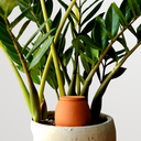 Lutoya S Original1.png