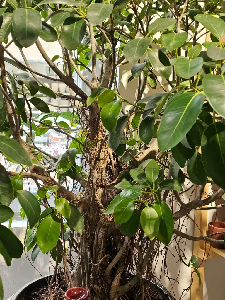 WhatsApp Image 2026-02-11 at 10.43.43 AM (2).webp