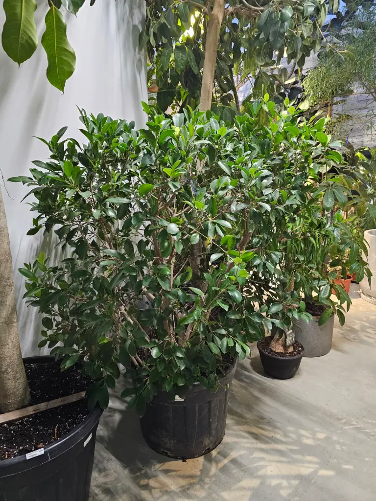 WhatsApp Image 2026-02-11 at 10.52.05 AM.webp