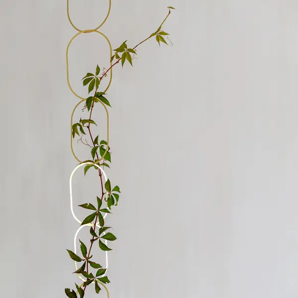 Climbing-plant-support-by-Botanopia_2.webp