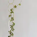Climbing-plant-support-by-Botanopia_2.webp