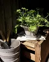 BERGS POTTER - DAISY GREY_ HELENA stacked_in pot shed.webp
