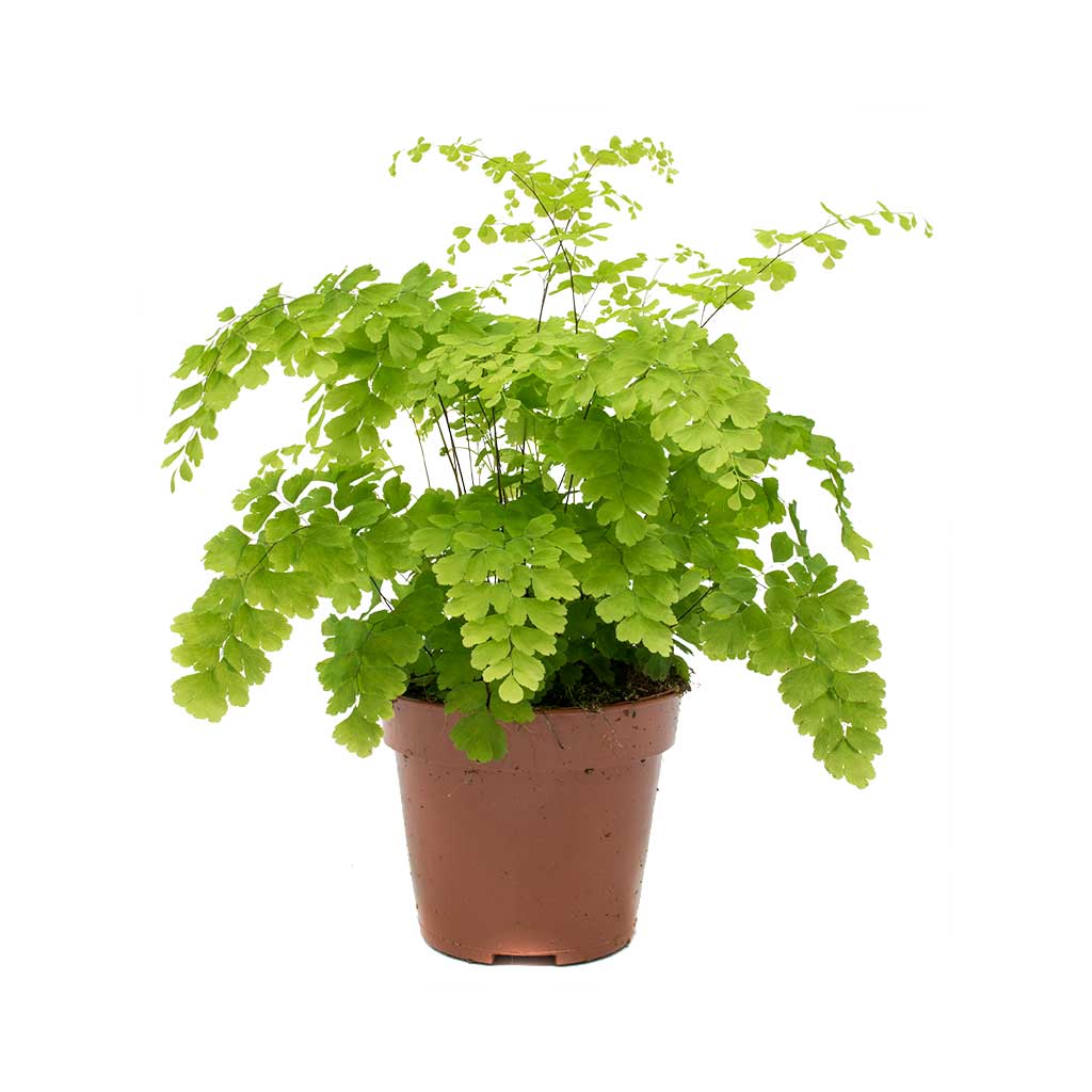 Adiantum fragrans D12 H30