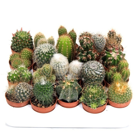 Cactus mix D6 H10