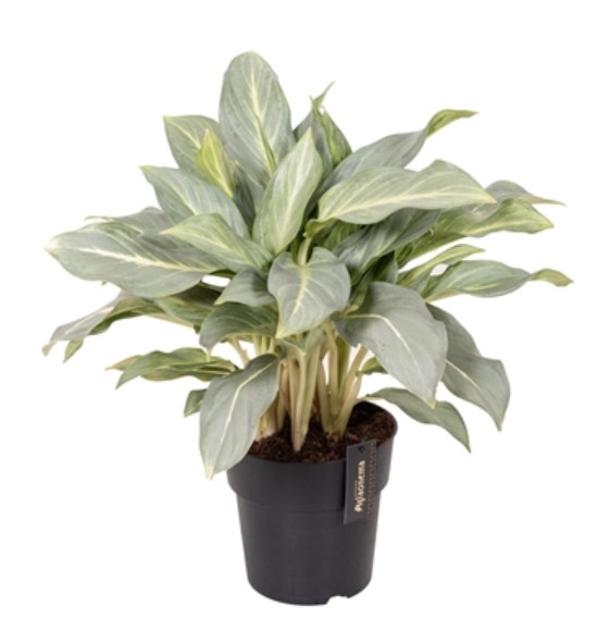 Aglaonema Aqua Green D19 H50