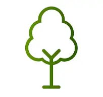 Ficus australis cu corana XXL D+80 H+300