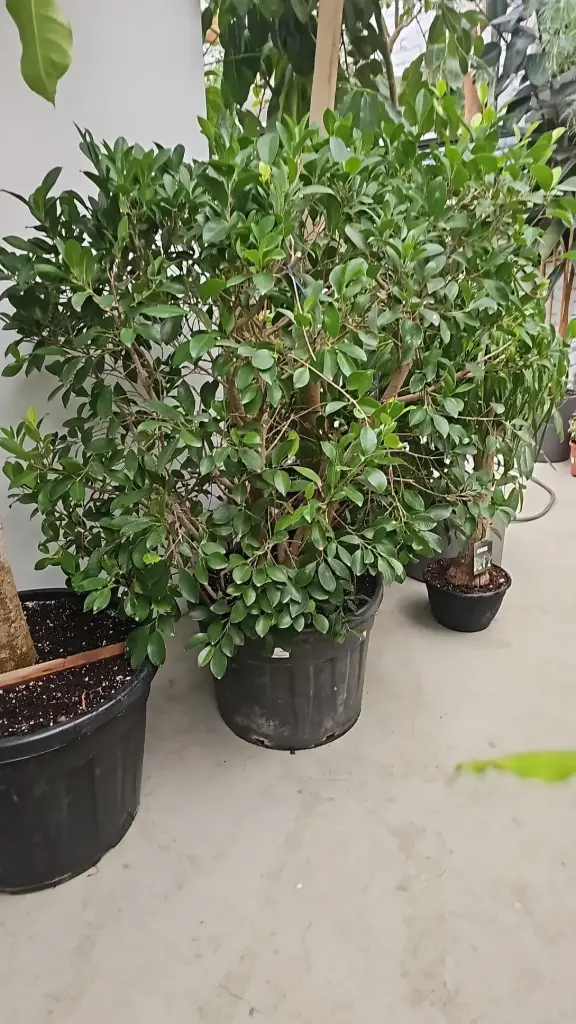 Ficus nitida retusa - bonsai D60 H+160