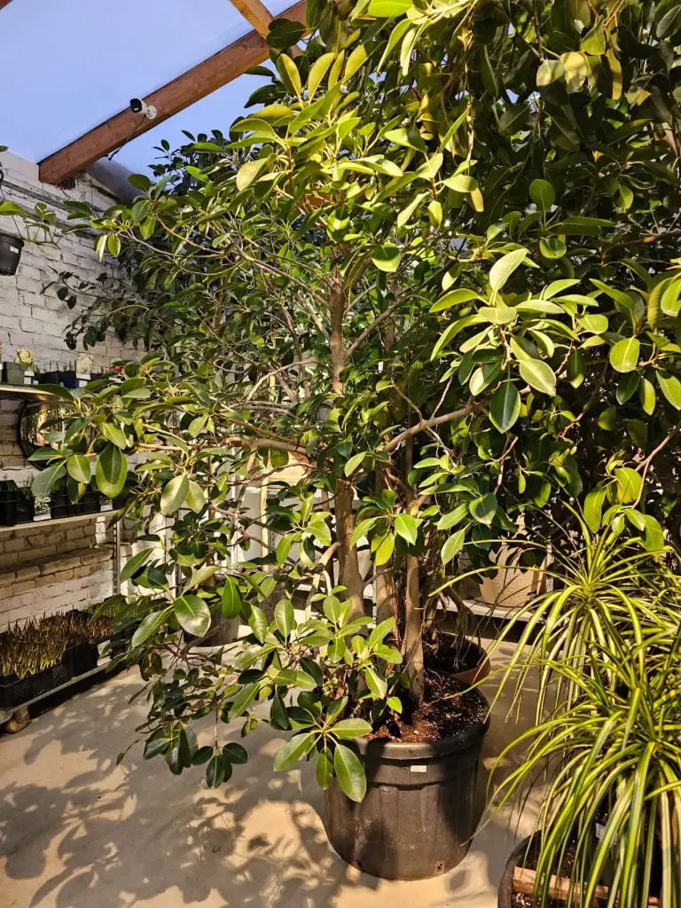 Ficus australis D80 H+270
