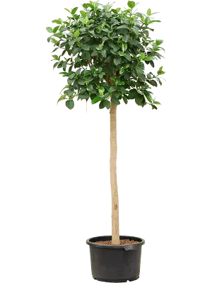 Ficus australis globular XXL D+60 H+400