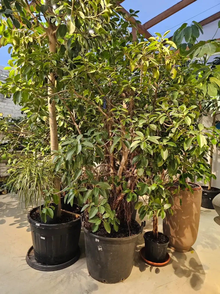 Ficus australis - radacini aeriene D65 H+230