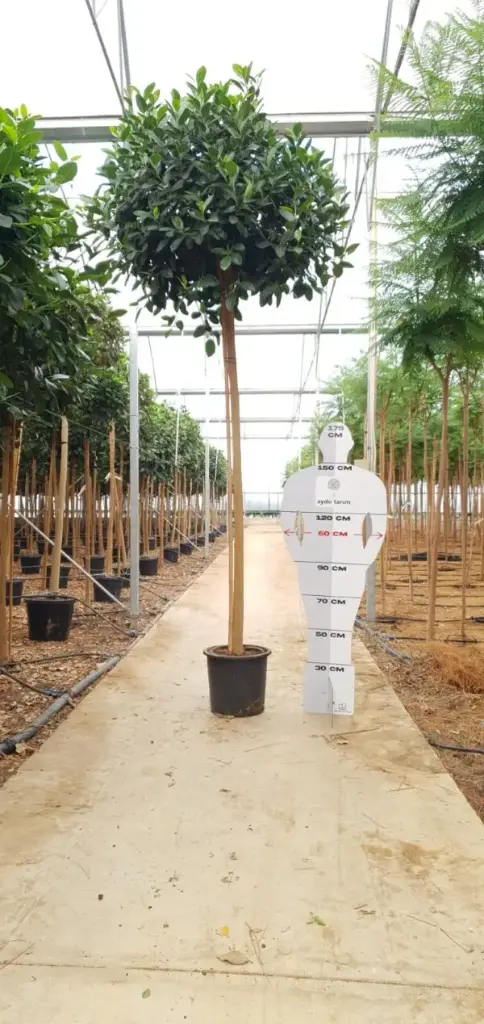 Ficus australis globular L D+50 H+340