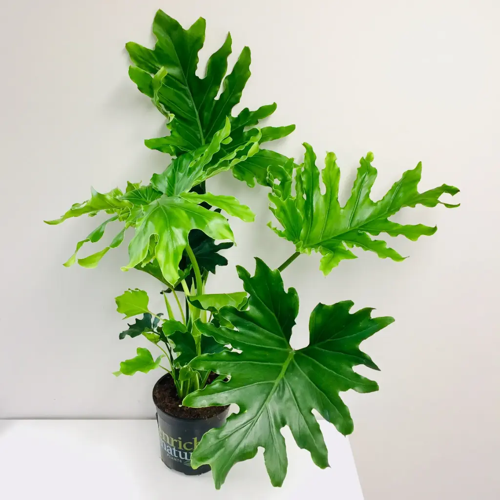 120 lei Planta Philodendron selloum Hope D17 H60