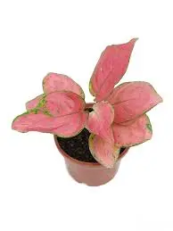 Aglaonema Pink D10,5 H20