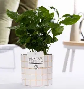 Aranjament Coffea arabica + pot D12 H20