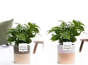 Aranjament Coffea arabica + pot D12 H20