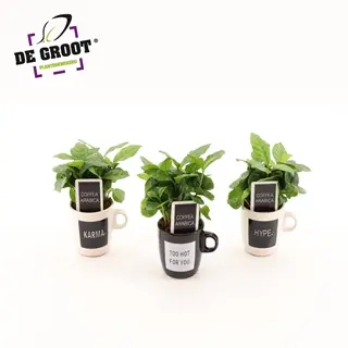 Aranjament Coffea in coffee cup Quotes D8 H25