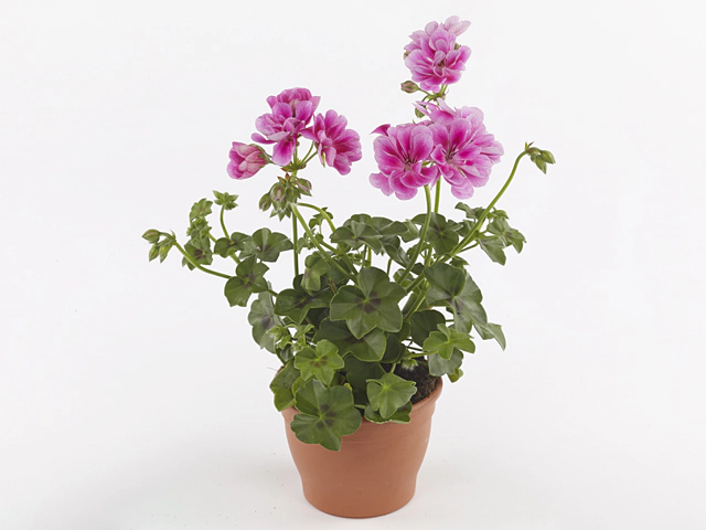 Pelargonium peltatum (curgatoare) D12
