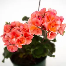 Pelargonium D23