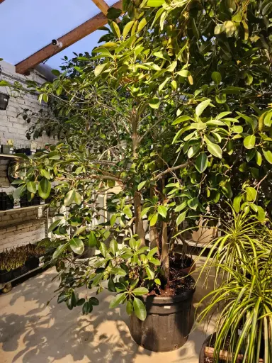 [1009900] Ficus australis D80 H+270