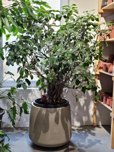 [1009901] Ficus australis - bonsai D40 H+150