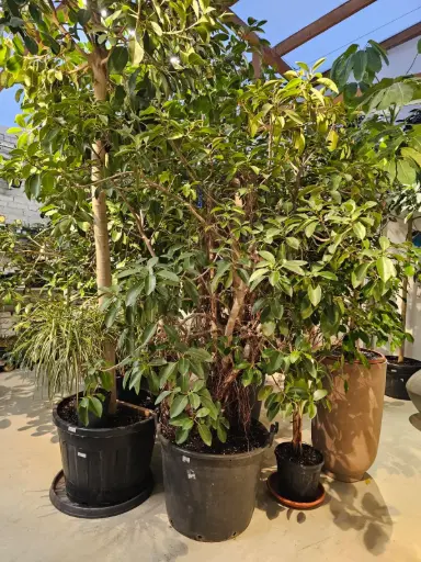 [1009905] Ficus australis - radacini aeriene D65 H+230