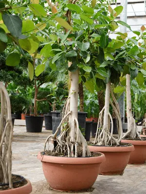 [1009913] Ficus benghalensis - bonsai XXL D70-75 H+240