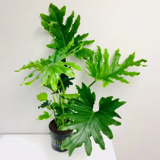 [1010094] 120 lei Planta Philodendron selloum Hope D17 H60