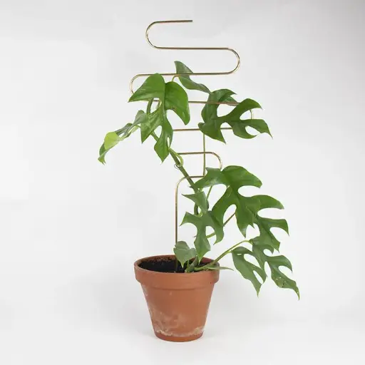 [6000546] Suport auriu pentru plante – Squiggle | Botanopia