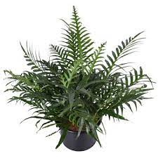 [1010310] Aglaomorpha coronans D20 H+45