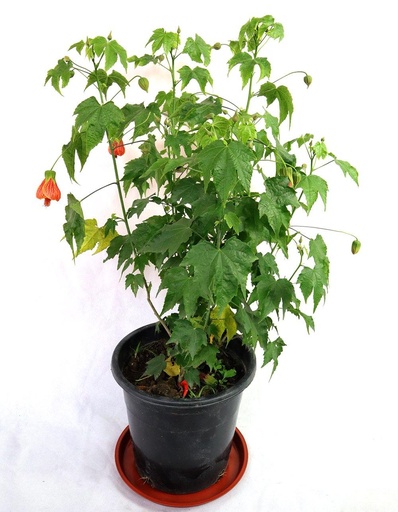 [1007477] Abutilon spp. D19 H75